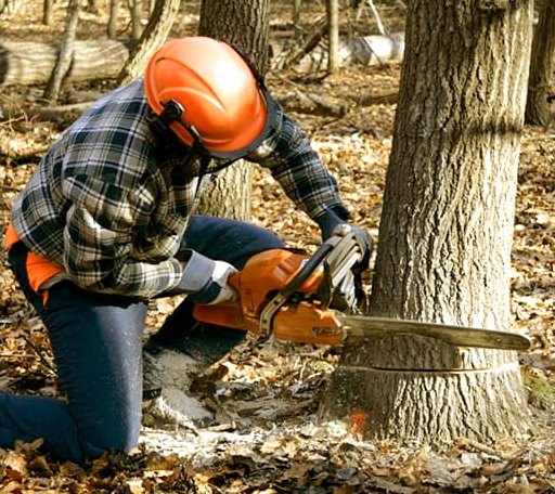 Tree Removal in Screven, GA